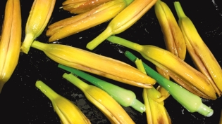 Sauteed Daylily Buds | Edible Western NY Summer