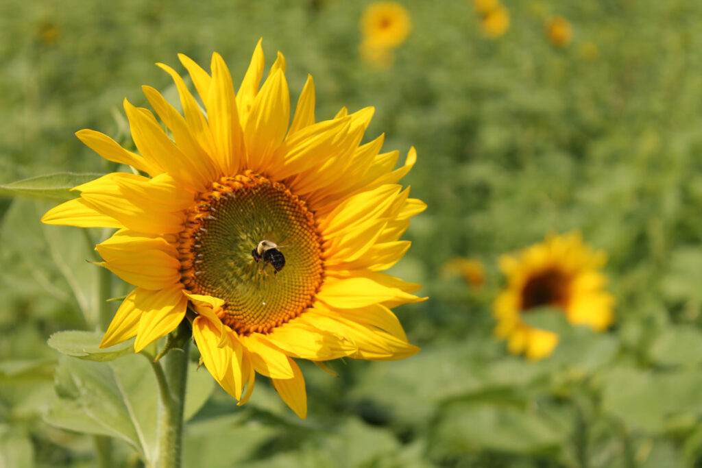 Sunflower-Western-New-York.jpg