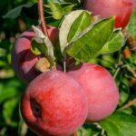 Apples ready for picking at Burch Farms in North East, PA.