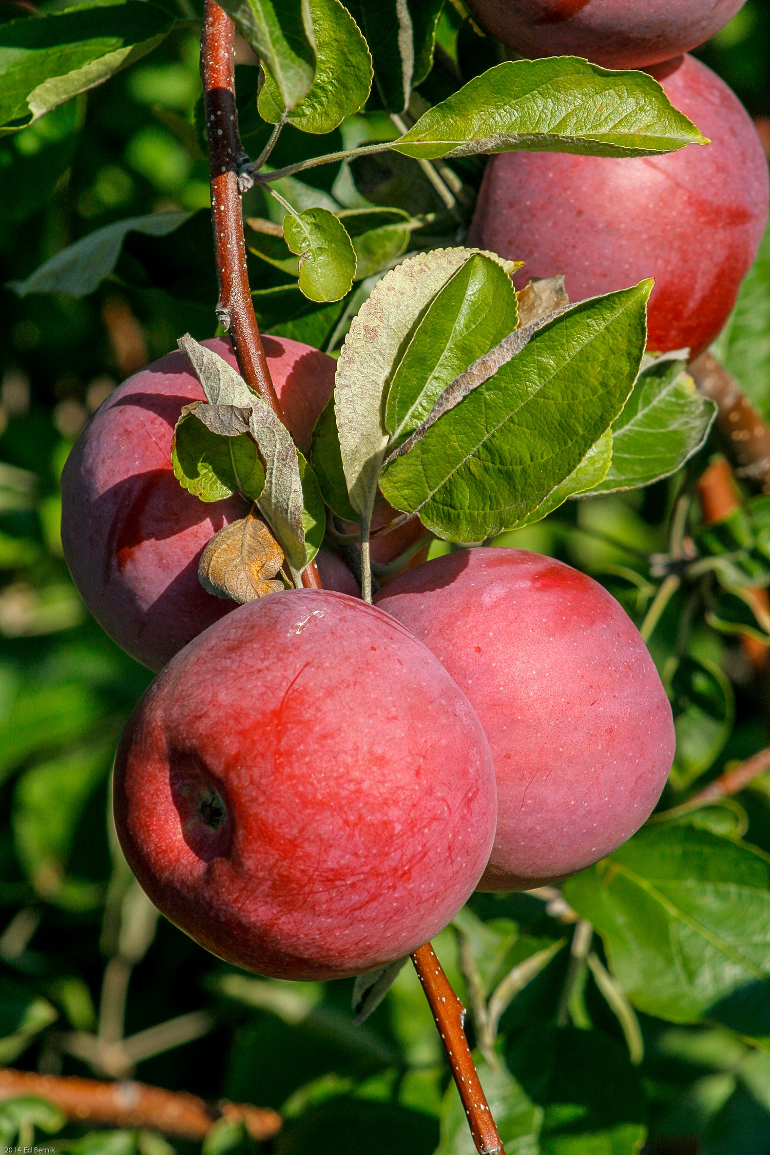 Apples ready for picking at Burch Farms in North East, PA.