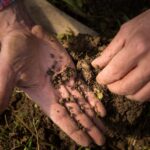 A sample of healthy soil