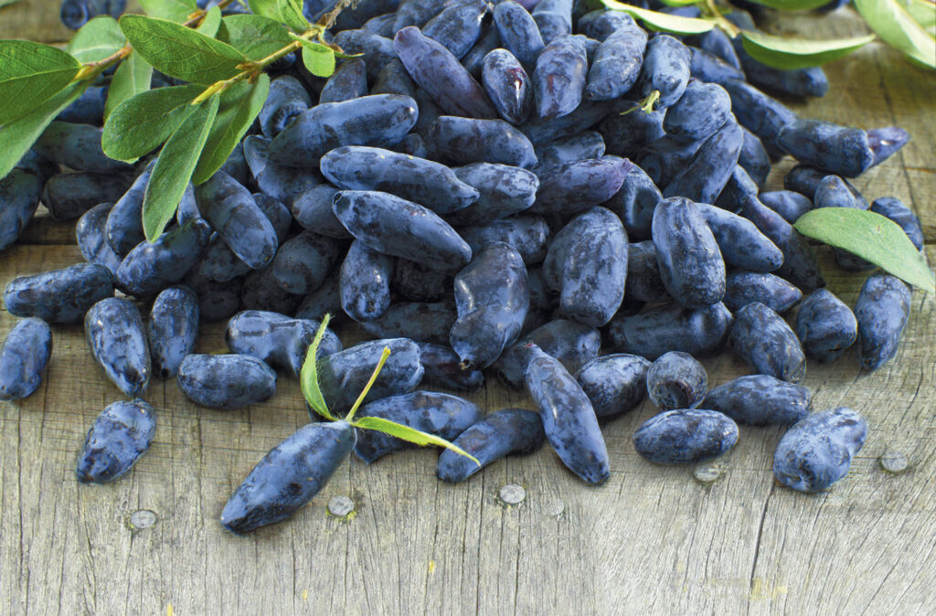 blueberry plant bluecrop Toro Blueberry | Large Blueberries At Home