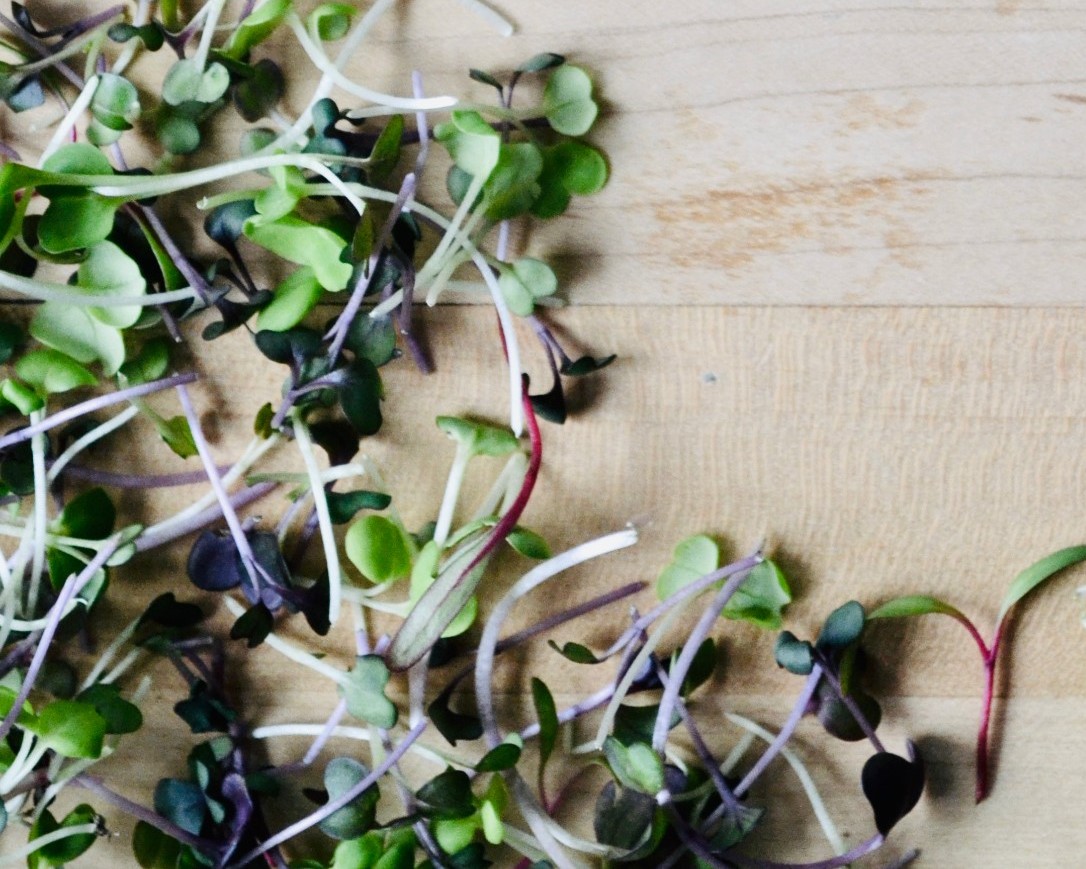 Fresh microgreens | Edible Western NY spring season