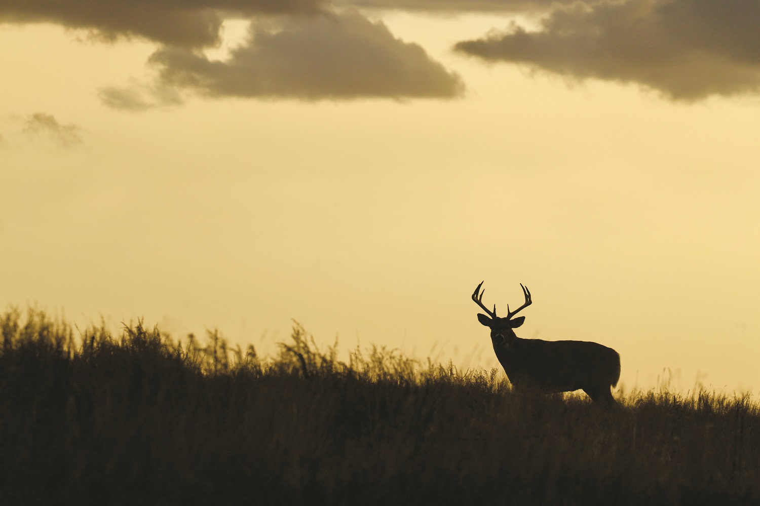 AdobeStock_whitetail.jpg