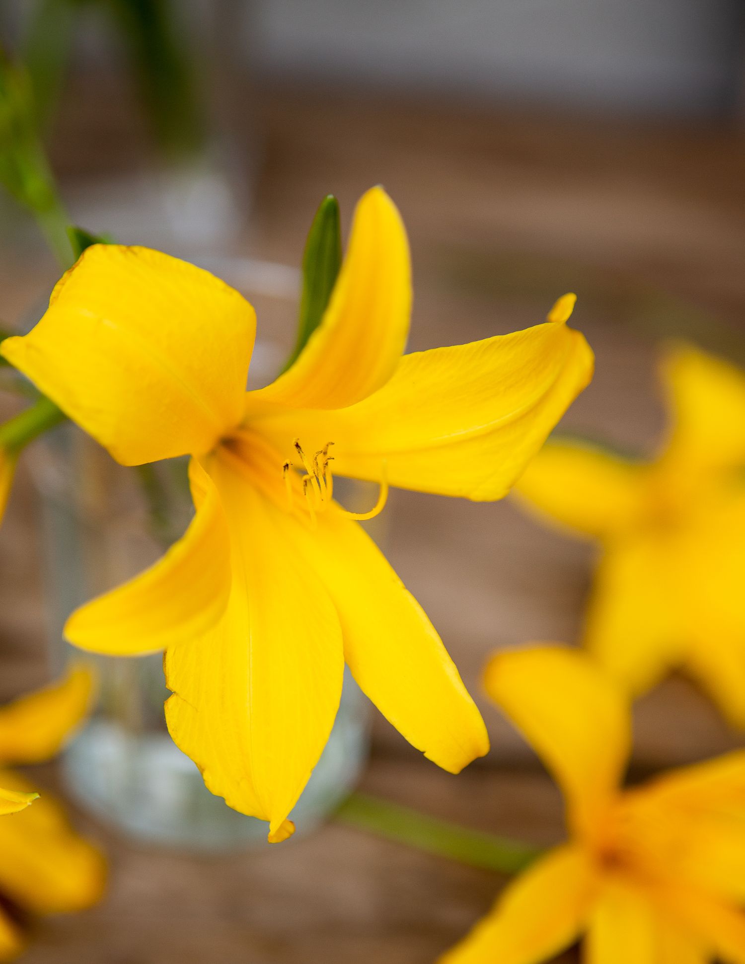 Edible Flowers: Day Lily