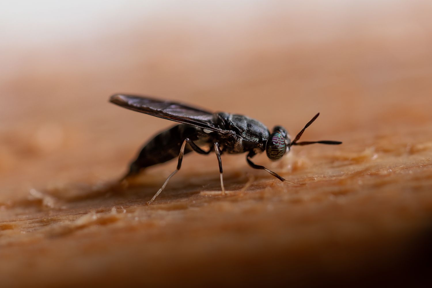 Black soldier fly