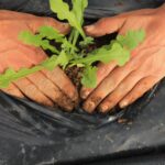 Transplanting seedlings into rows at Abers Acres in Kennedy, NY.