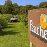 Stage's Peach Farm in North East, PA.