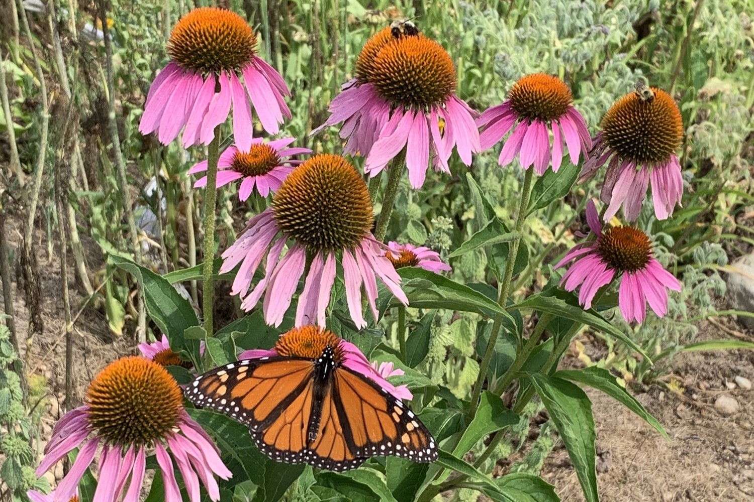 coneflower and butterfly hlr.jpg