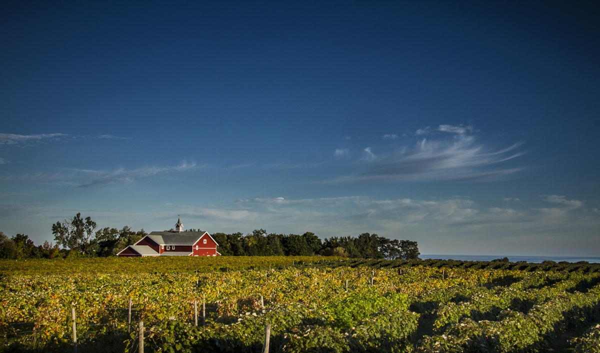 Red barn and vineyards along Lake Erie